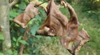 Crowders Ash Tree Dieback