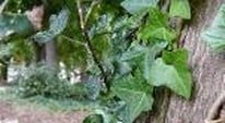 Ivy in Trees