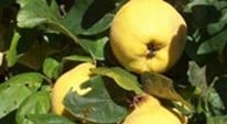 New Quince Tree
