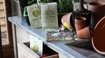 Seeds & Plug Plants