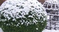 Stephanie's Kitchen Garden Diary December 2012