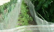 Stephanie's Kitchen Garden Diary - End July 2005