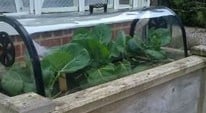 Stephanie's Kitchen Garden Diary February 2013