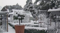 Stephanie's Kitchen Garden Diary January 2013