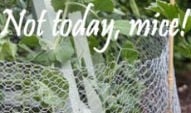 Stephanie's Kitchen Garden Diary - June/July 2010