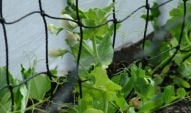 Stephanie's Kitchen Garden Diary - March 2008