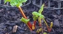 Stephanie's Kitchen Garden Diary March 2013