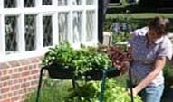 Stephanie's Kitchen Garden Diary - May 2009