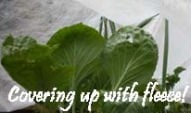 Stephanie's Kitchen Garden Diary - May 2010