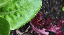 Stephanie's Kitchen Garden Diary - May 2011