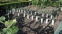 Stephanie's Kitchen Garden Diary November 2012