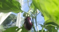 Stephanie's Kitchen Garden Diary - September 2012
