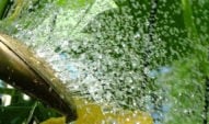 Summer Watering! 