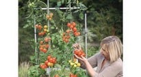 Tomato Success Kit