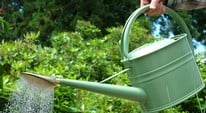 Watering 