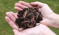 Wormery