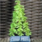 3 and 6 Cane Patio Planters 3 and 6 Cane Patio Planters
