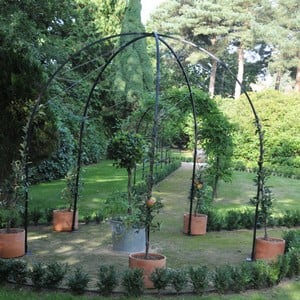 Harrod Fruit Tree Crowns