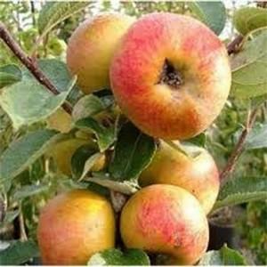 Organic Ashmeads Kernel Dessert Apple Tree Semi Dwarf