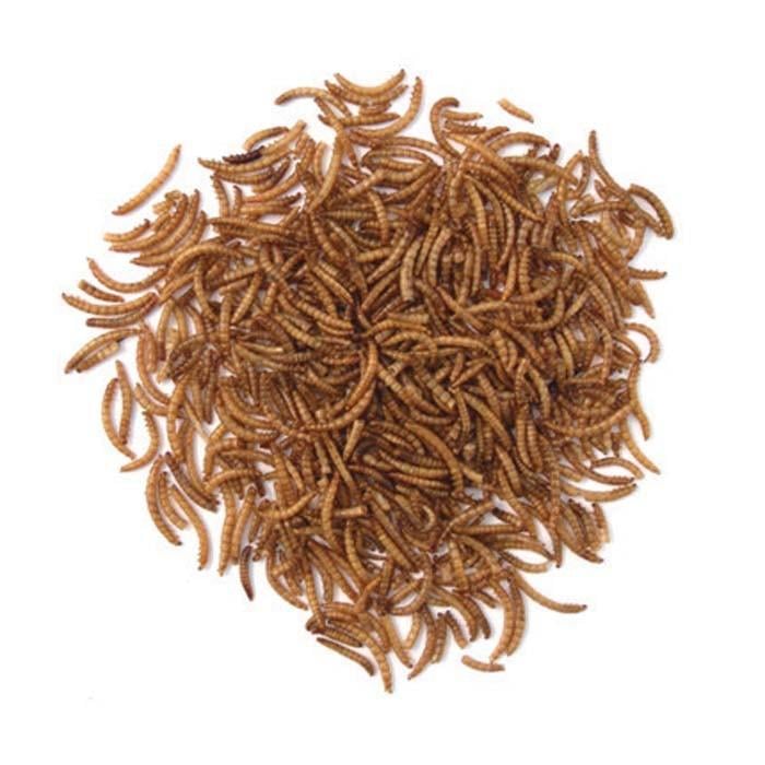Dried Mealworms Harrod Horticultural