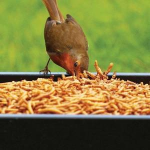 Ground Bird Feeder