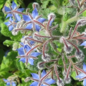 Borage 3 Plants Organic