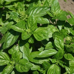 British Basil 3 Plants Organic