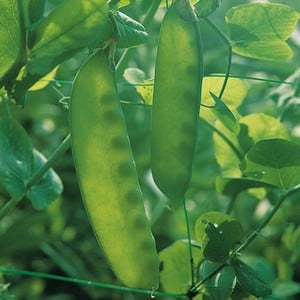 Mangetout Peas (10 Plants) Organic