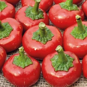 Chilli Pepper Cherry Bomb 3 Plants Organic