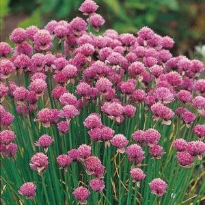 Chives 3 Plants Organic