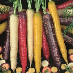 Carrots Colourful Mix 20 Plants Organic