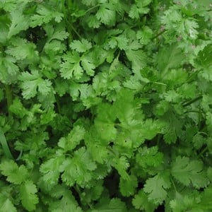 Coriander 3 Plants Organic