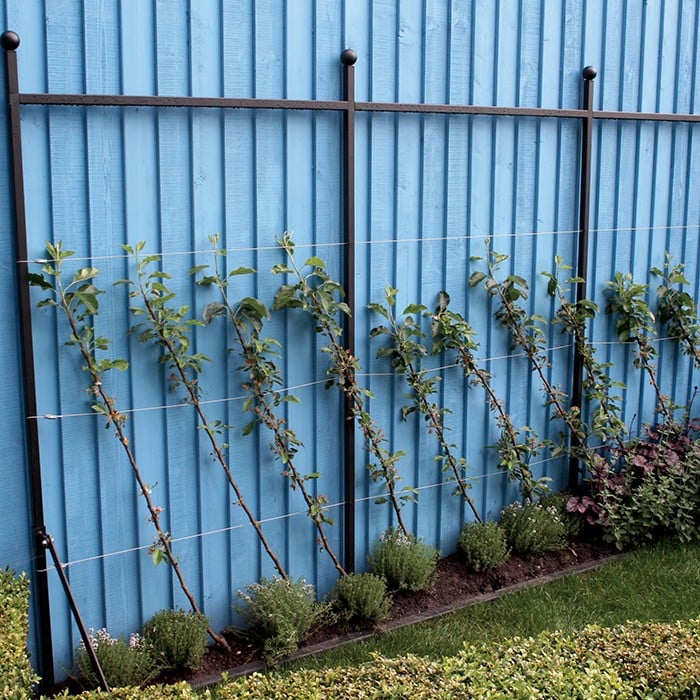 Espalier Growing Frame Harrod Horticultural