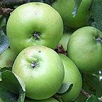 Organic Bramley Apple Trees