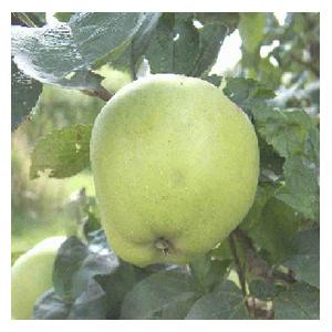Organic Grenadier Apple Trees