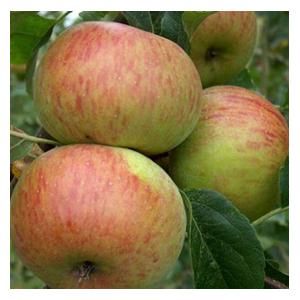 Organic Lord Lambourne Apple Trees