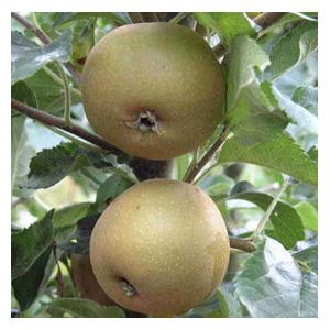 Organic Egremont Russet Apple Trees