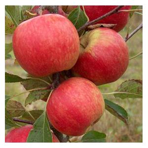 Organic Red Falstaff r Apple Trees