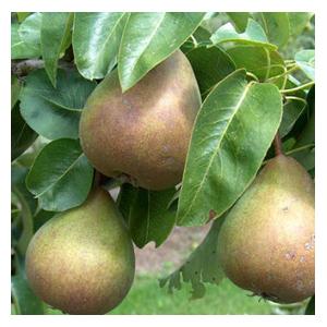 Organic Beurre Hardy Dessert Pear Trees