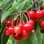 Organic Stella Cherry Trees