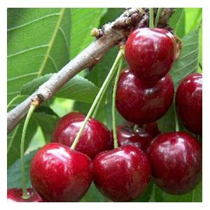 Organic Sunburst Cherry Trees
