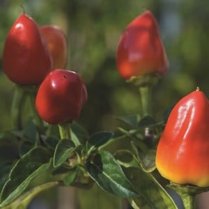 Chilli Pepper Firecracker 3 Plants Organic