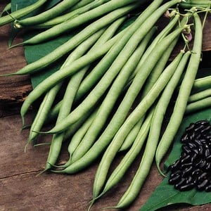 French Climbing Bean Cobra (10 Plants) Organic