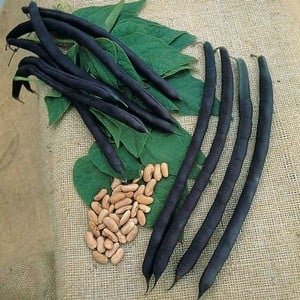 French Climbing Bean Cosse Voilette 10 Plants Organic
