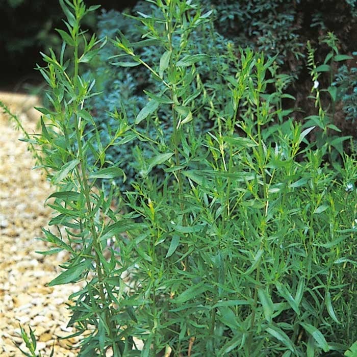 French Tarragon Organic Herbs by Harrod Horticultural