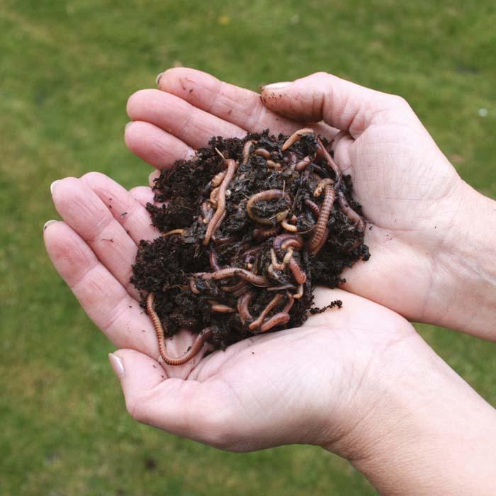 Composting Worms Harrod Horticultural (UK)