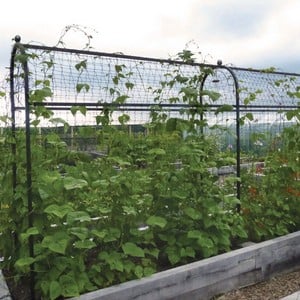 Harrod Superior Bean Frame