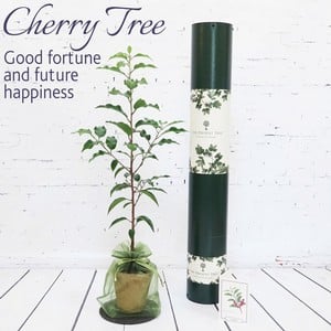 Cherry Tree Gift