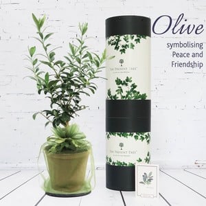 Olive Tree Gift