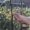 Pop-Up Crop Cage